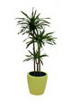 Dracaena Rikki